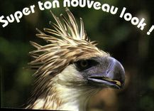 MODERN CARD Super tone new look Raptor Bird