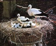 MODERN CARD Alsace storks of Zellenberg Bird