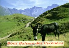 CPM Bons Baisers des Pyrenees Ane