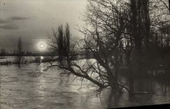 Real photo Trees in water