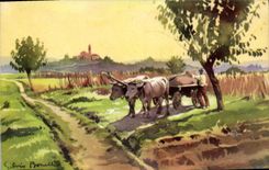 CPM Attelage Boeufs