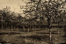 VINTAGE POSTCARD Picturesque Normandy Apple trees In Flowers