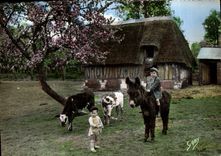 CPM De Normandie Bons Amis Enfants Ane Mule Vaches