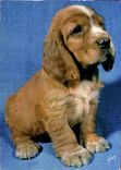 CPM Chiens et Chats nos Amis