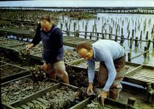 MODERN CARD Ostreiculeure In the Oyster beds