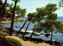 CPM Pins Penches Sur La Mediterranee Arbres