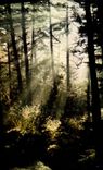 CPM Premiers Rayons Arbres