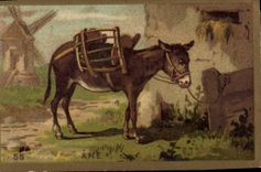 Chromo Ane Mule