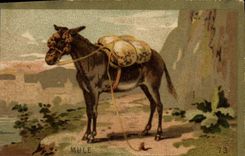 Chromo Mule Ane