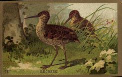 Chromo Becasse Oiseau