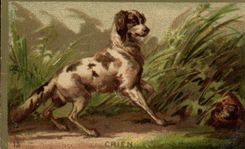 Chromo Chien
