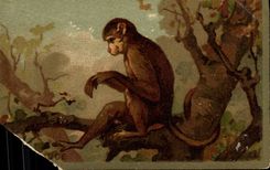 Chromo Singe