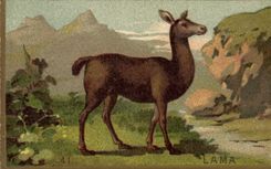 Chromo Lama