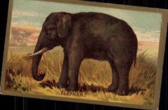 Chromo Elephant