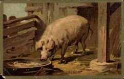 Chromo Cochon Porc 