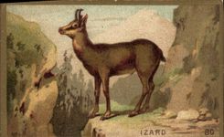 Chromo Izard