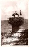 CPA Les Cigognes En Alsace 