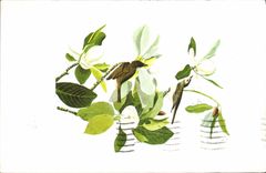 MODERN CARD Fantasy Flowers Magniolia