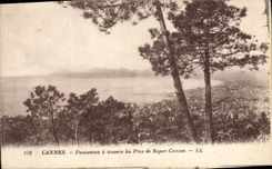 VINTAGE POSTCARD Cannes Panorama through the Pines of Super Cannes