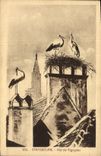 VINTAGE POSTCARD Strasbourg Nest Of Storks