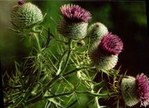 MODERN CARD Thistles of mountain
