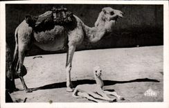 VINTAGE POSTCARD Ouarcla Chamelle and its new Camel