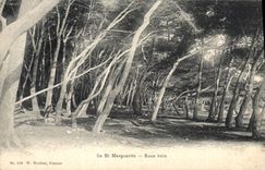 CPA lle St Marguerite Sous bois 