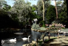 MODERN CARD La Rochelle the river in the parks Swans