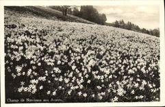 VINTAGE POSTCARD Field of Narcisses to the Fronts