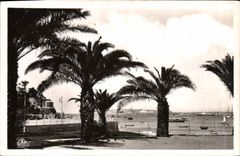 Palmeras de Dinard de la POSTAL de la VENDIMIA en el St Malo de la parte inferior en el Britanny derecho