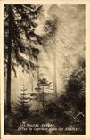 VINTAGE POSTCARD the High Vosges Light effect in the fir trees
