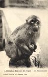 CPA A L'Hotel du Ruisseau des Singes Un Pensionnaire Singe