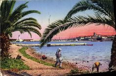 VINTAGE POSTCARD Antibes seen through the Palm trees
