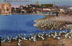 CPA Cannes Les Mouettes sur la Plage