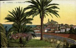 CPA Cannes La Vieille Ville Palmier 