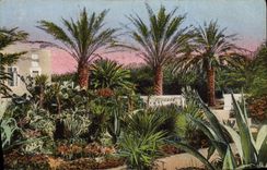 VINTAGE POSTCARD Artistic Flora Garden Villa Palm trees