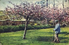 CPA Normandie Vieil homme et ses pommiers Folklore