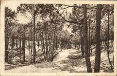 CPA Saint Jean de Monts La Foret de Pins au Parcours sinueux sur les bosses et dans les creux 
