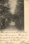 CPA Chemin dans les bois