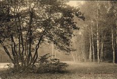CPA Parc de Saint Cloud Etude d'arbres pres le rond de chasse