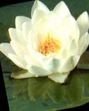 MODERN CARD Flowers Water lily