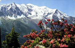 POSTAL MODERNA libro de imágenes del rey de Mont Blanc Rhodo del montana