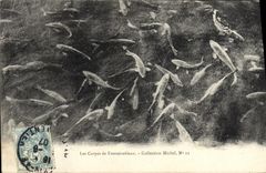 VINTAGE POSTCARD Carps of Fontainebleau Collection Michel Poisson