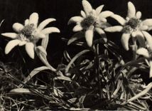VINTAGE POSTCARD Leontopodium Alpinum Edelweiss