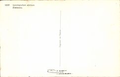 VINTAGE POSTCARD Leontopodium Alpinum Edelweiss