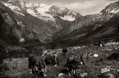 CPM Paturages en haute montagne Vaches