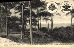 CPA Arcachon Un coin de la foret des Abatilles au tir aux pigeons et les bords du bassin