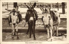 POSTAL Auvergne de la VENDIMIA nosotros Somme cuatro asnos