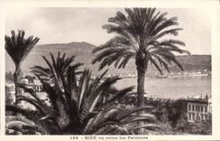 CPA Nice vu entre les Palmiers