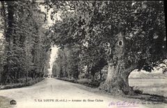 POSTAL de la VENDIMIA la lupa que ocurrió de roble grande